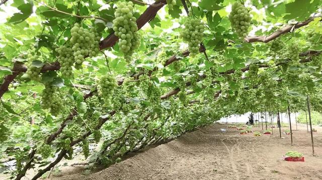 寧夏這個村葡萄藤裡鄉村興! - 鄉建中國