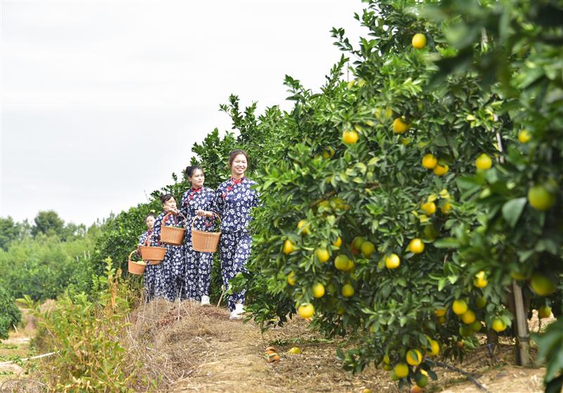 江西省信丰县安西镇:赣南脐橙开采正当时 - 乡建中国